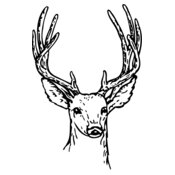 DEER011