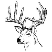 DEER014