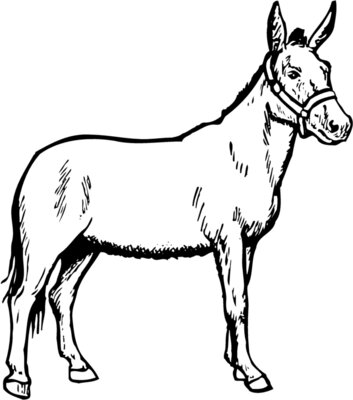 BURRO002