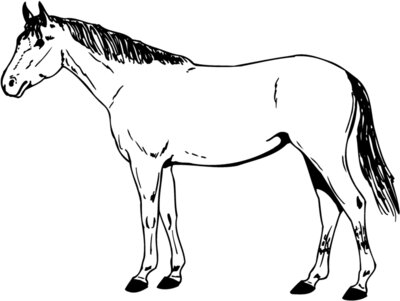 HORSE024