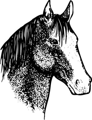 HORSE046