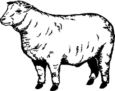 SHEEP007