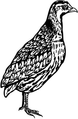 BIRD044