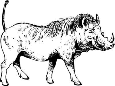 BOAR0002