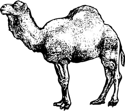 CAMEL001