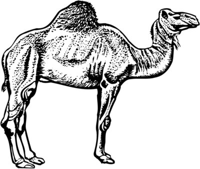 CAMEL005