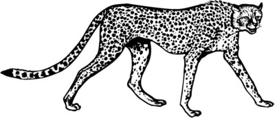 CHEETA02